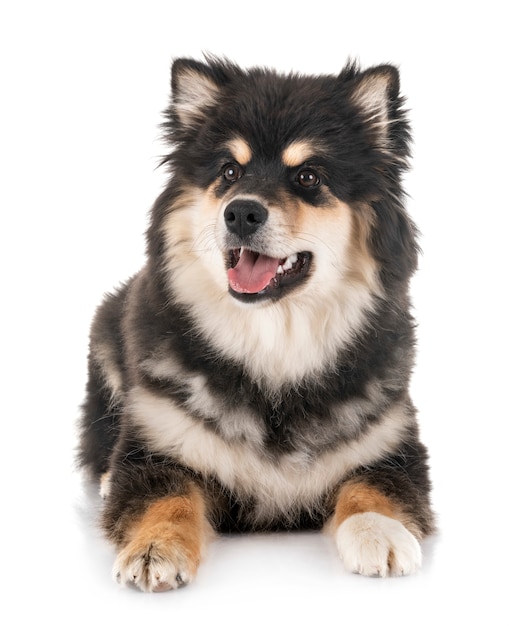 Lapphund finlandês em estúdio