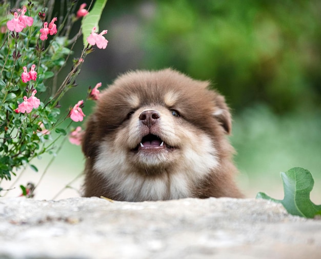 Lapphund finlandês em um jardim