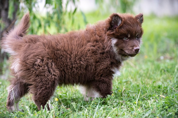 Lapphund finlandês em um jardim