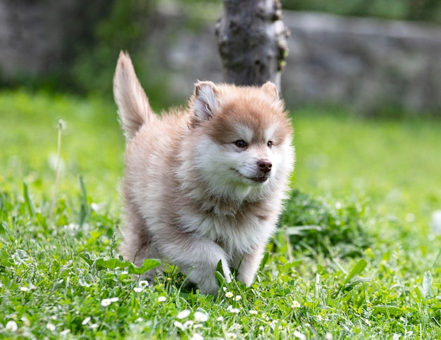 Lapphund finlandés en un jardín.