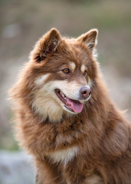 Lapphund finlandês marrom caminhando na natureza