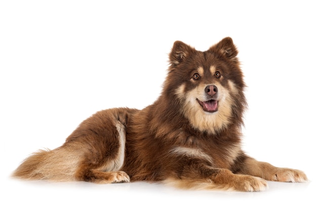 Lapphund finlandês na parede branca