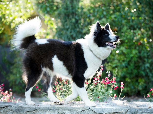 Lapphund finlandés en la naturaleza