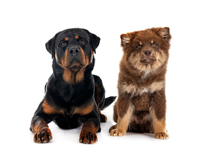 Lapphund finlandés y rottweiler en estudio