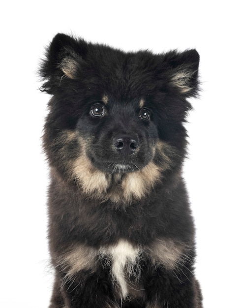 Lapphund finlandés