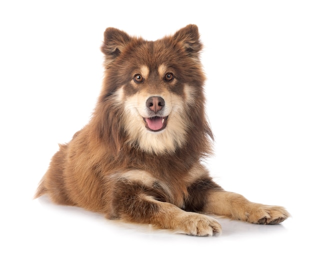 Lapphund finlandés