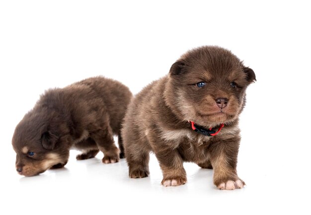 Lapphunds finlandeses jóvenes delante de un fondo blanco