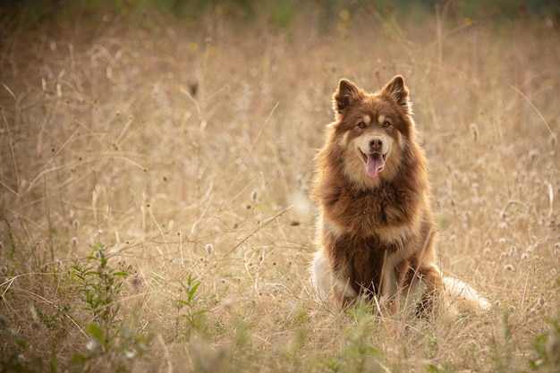 Lapponischer Hirte, der frei in der Natur sitzt