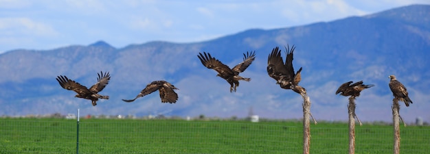 Foto lapso de tiempo golden eagle tomando vuelo