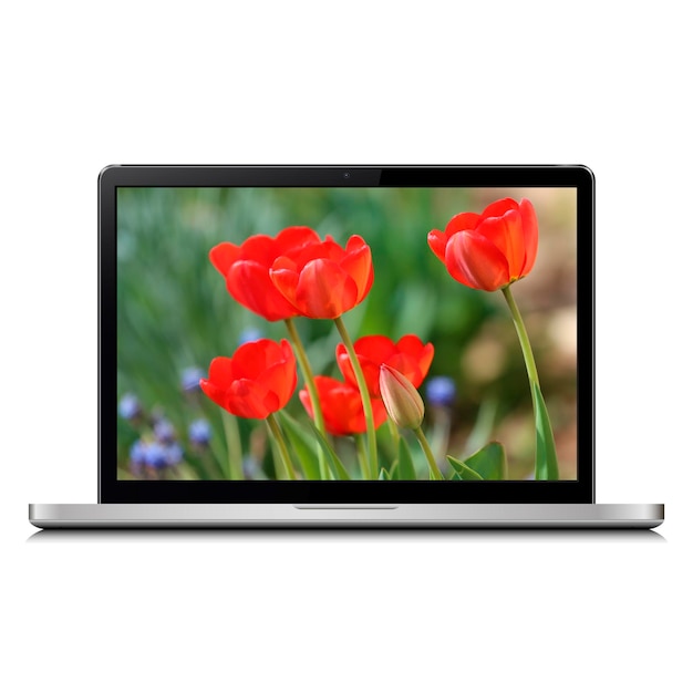 Laptop-Computer, isoliert auf weiss mit Tulpenblumen auf dem Bildschirm