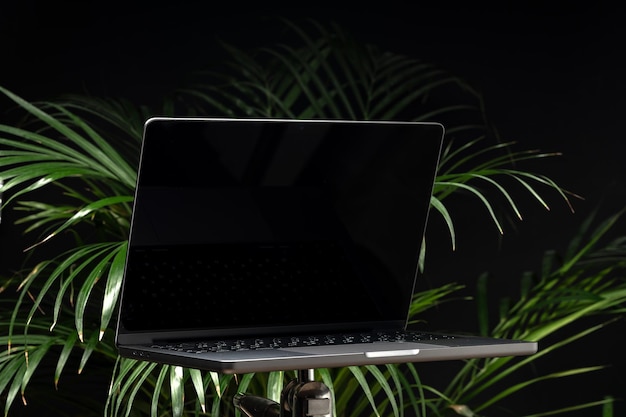 Laptop mit grünblättriger Topfpflanze auf schwarzem Hintergrund
