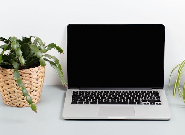Laptop und Pflanze in einem Topf auf grauem Schreibtisch hautnah