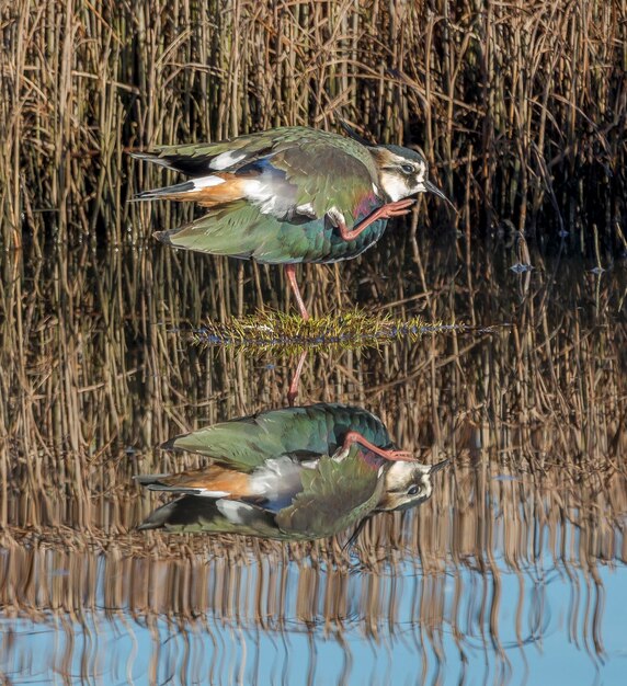 Foto lapwing empoleirado no lago