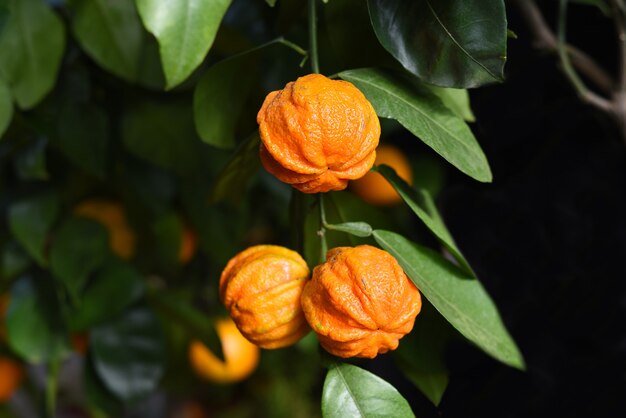 Laranja amarga kikudaidai crescendo no japão