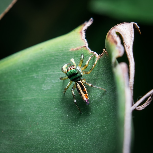 Foto laranja aranha na folha