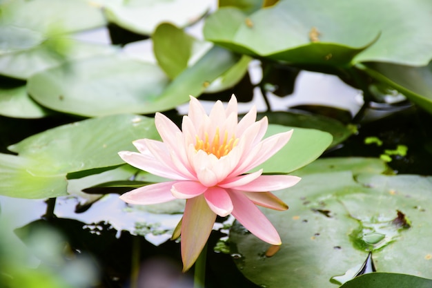 Foto laranja bonita do close up waterlily na lagoa para jardinar.