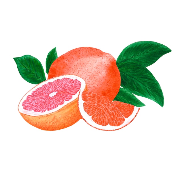 Laranja de toranja aquarela desenhada à mão e composição de folhas isolada no fundo branco Etiqueta de banner de cartão postal Scrapbook