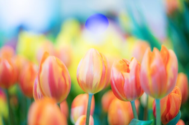 Laranja de tulipa no jardim.