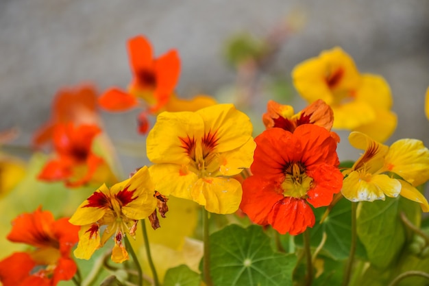 Foto laranja e amarela nasturtium flores, folhas no início do verão,