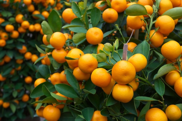 Laranja fresca na planta