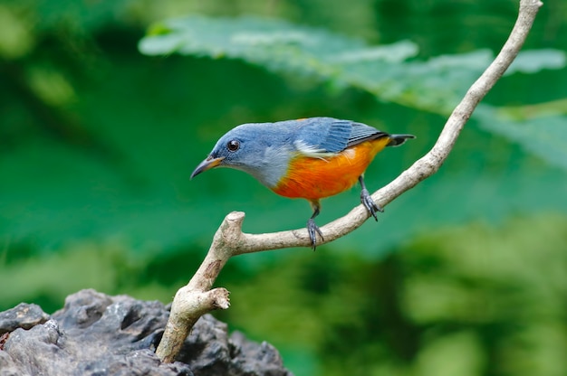 Laranja-inchado, pica-pau, bonito, macho, pássaros, de, tailandia