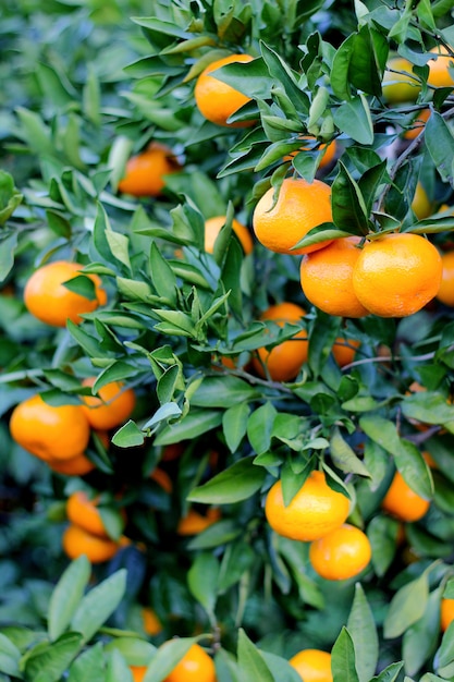 Laranja - Laranjeira Parque Laranja