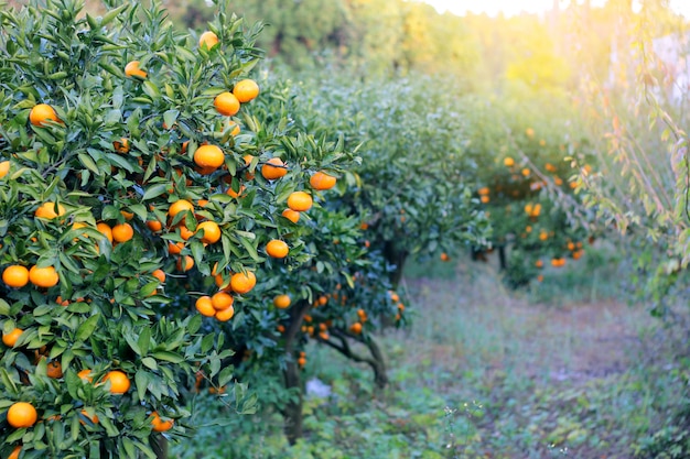 Laranja - Laranjeira Parque Laranja