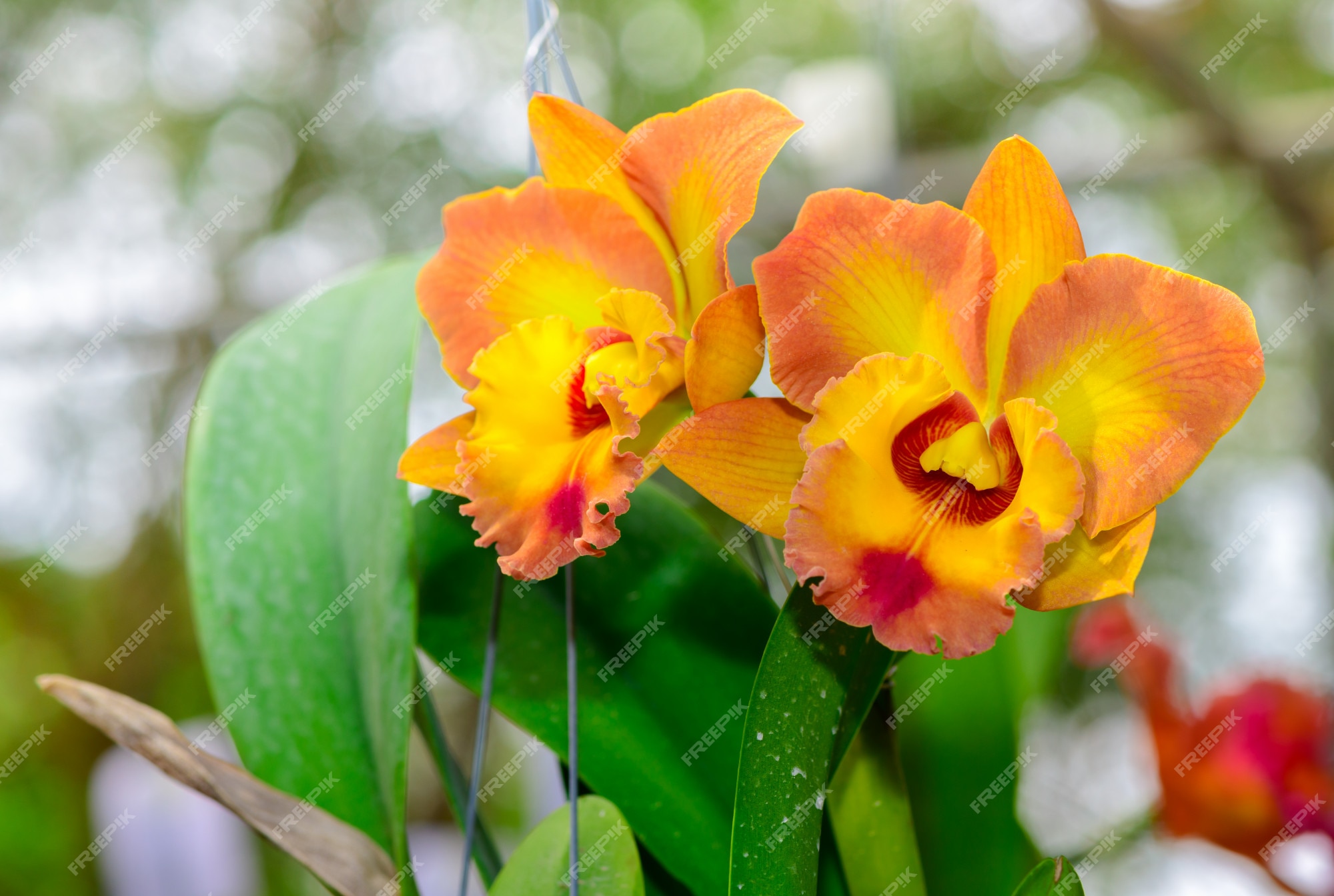 Laranja mix amarelo cattleya flor orquídea | Foto Premium