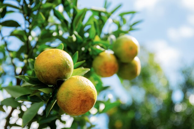 Laranja na árvore no céu.