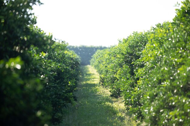 Laranja na árvore, plantação de frutas.