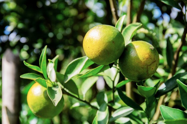 Laranja na árvore.