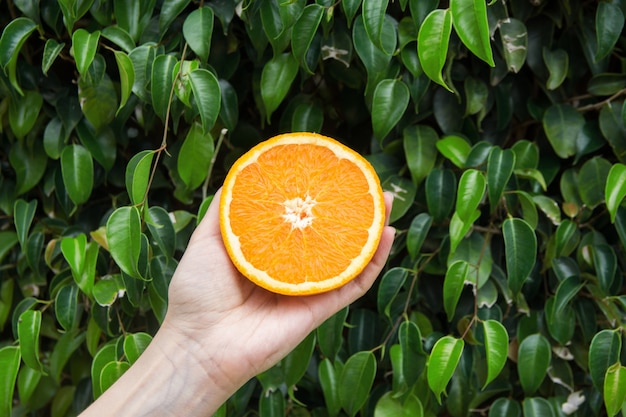 Foto laranja partida ao meio guardada no fundo verde da natureza da folha da árvore.