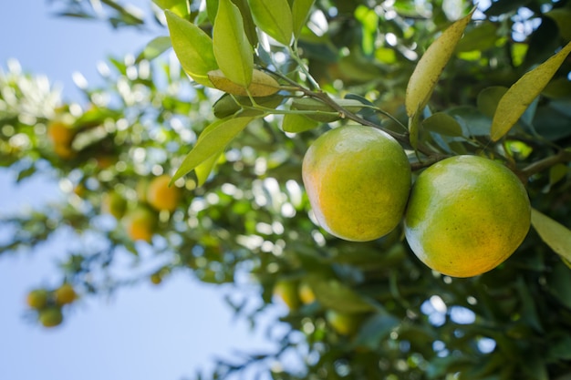 Laranja plantação de jardim, laranja madura, pendurado em uma árvore