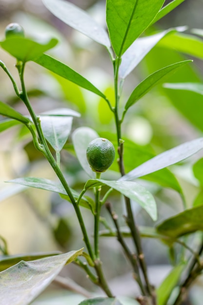 Laranja recém-nascida crescendo na árvore