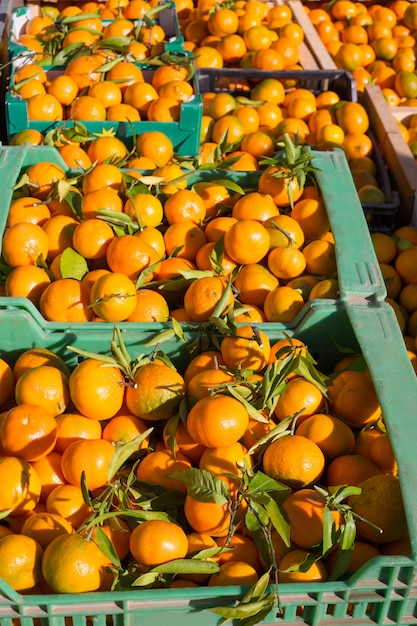 Laranja tangerina frutas em cestas de colheita em uma linha