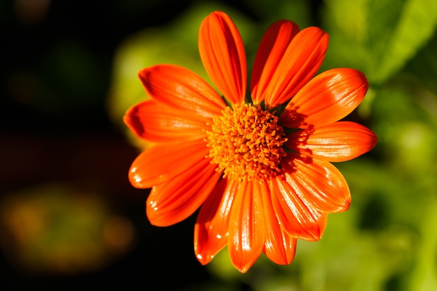 Laranja Tithonia diversifolia flor na luz solar