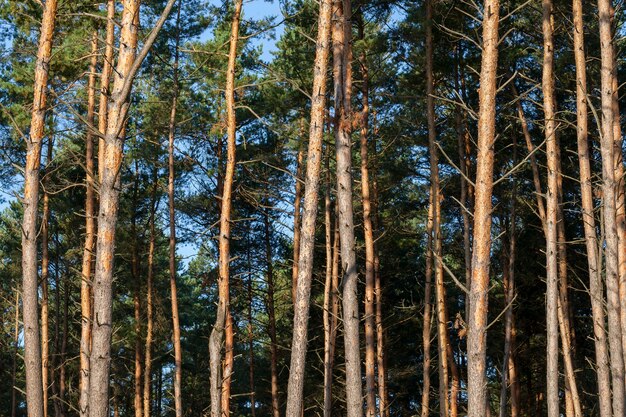 Laranja troncos de pinheiros altos na floresta