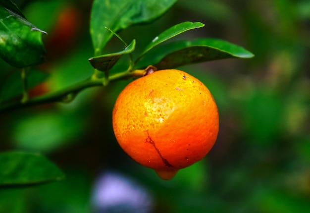 Laranja