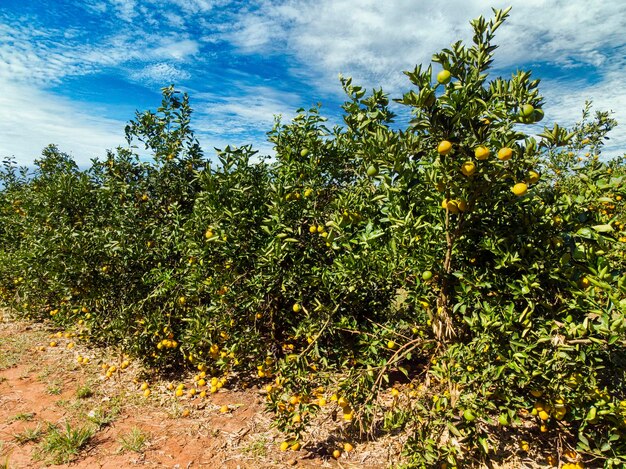 Foto laranjallindos laranjais no interior do brasil