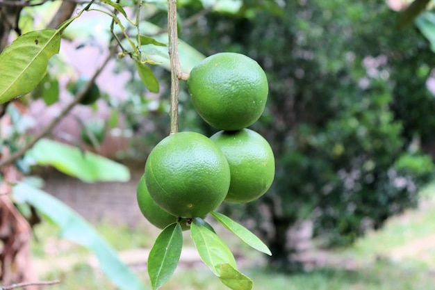 Laranjas amadurecem em uma fruta de galho de árvore