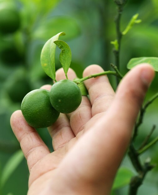 Laranjas bebês seguradas pela mão em um gaden