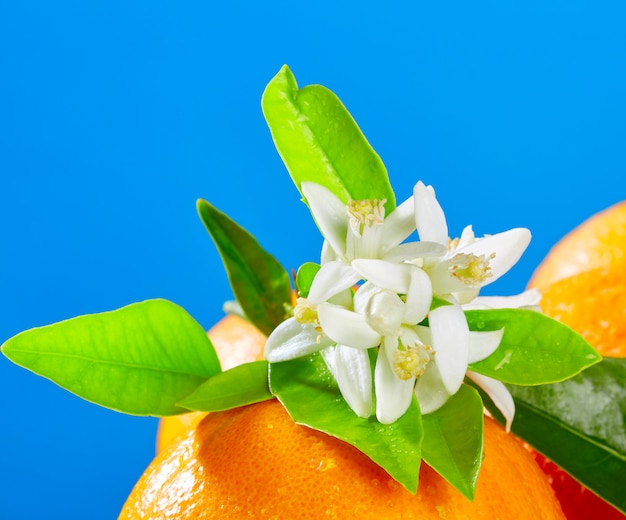 Laranjas com flores de laranjeira em azul