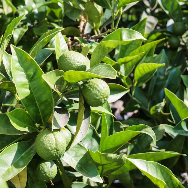 Laranjas crescem na árvore no jardim na sicília