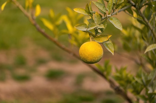 Laranjas crescendo na árvore na Turquia FOCO SELETIVO