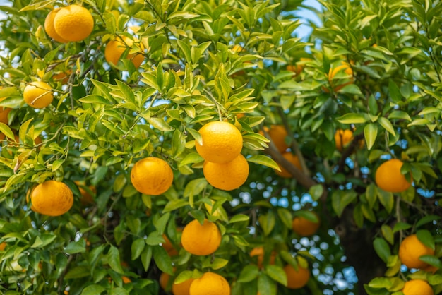 Laranjas frutas com céu azul