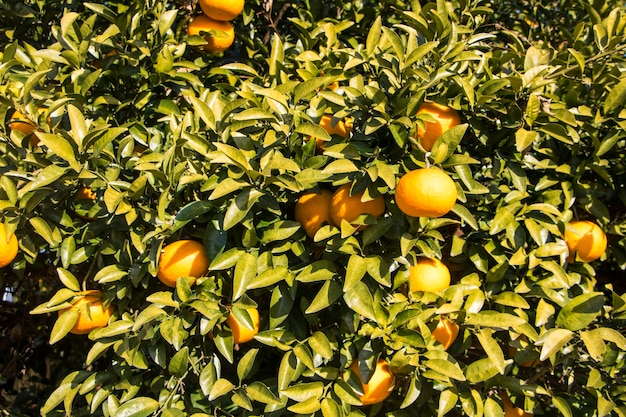 Foto laranjas maduras e frescas, pendurado no galho