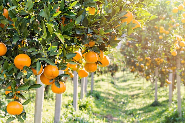 Foto laranjas maduras e frescas, pendurado no galho