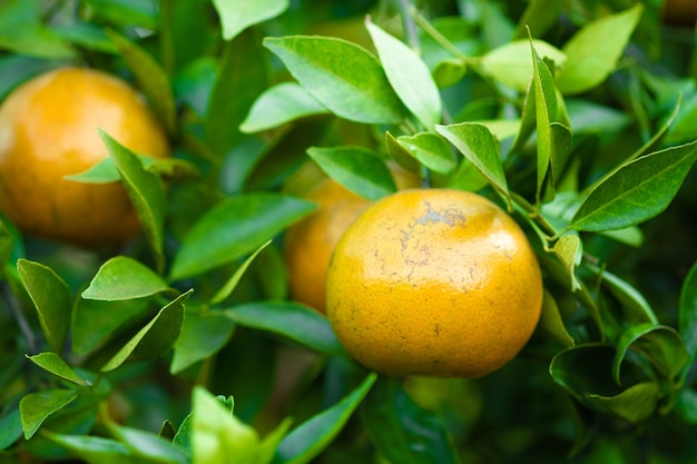 Laranjas maduras em galhos têm folhas verdes Laranja na fazenda.