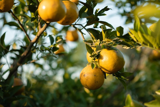 Laranjas maduras em galhos têm folhas verdes Laranja na fazenda