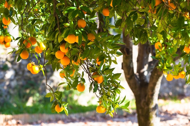 Laranjas maduras na árvore